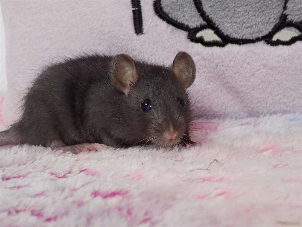 Hypoténuse, female Mixed Breed for adoption at SPA Beaurepaire-en-Bresse, Beaurepaire
