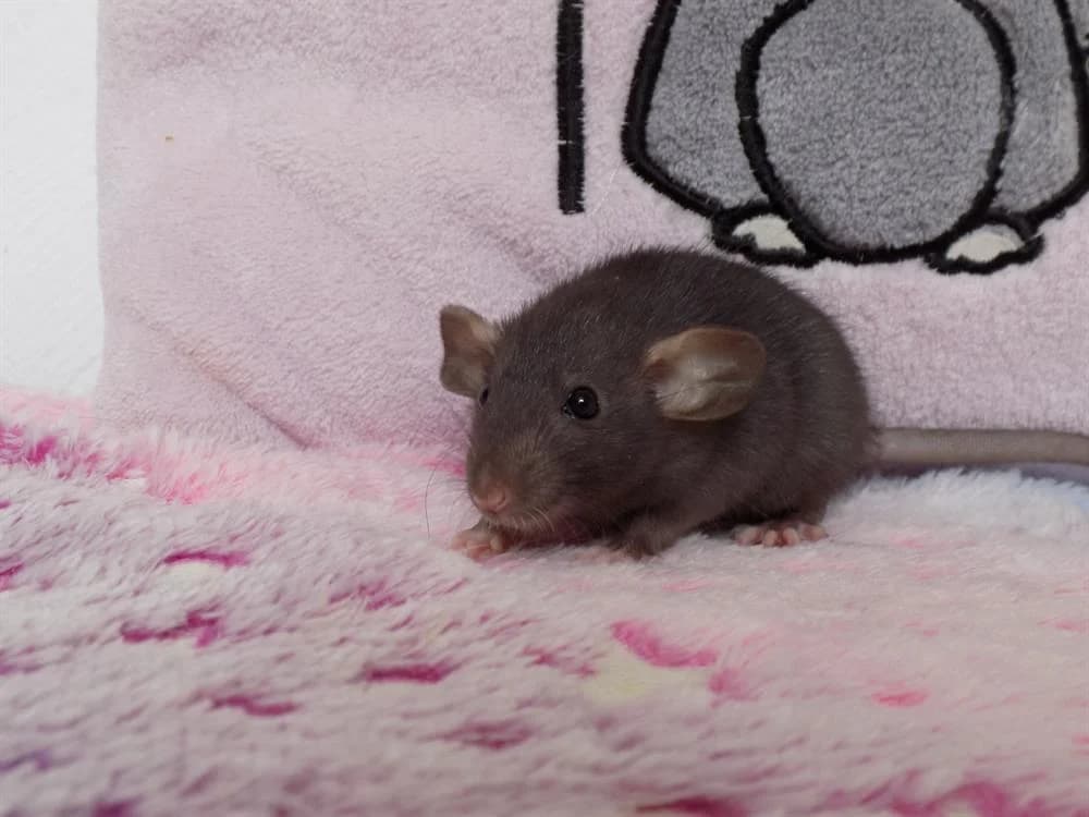 Hyperbole (réservée), female Mixed Breed for adoption at SPA Beaurepaire-en-Bresse, Beaurepaire