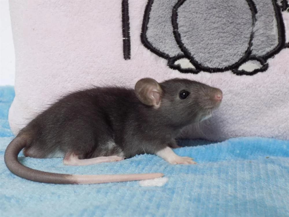 Scalène, male Mixed Breed for adoption at SPA Beaurepaire-en-Bresse, Beaurepaire