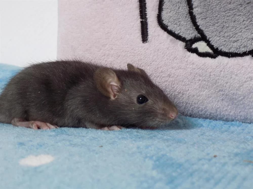 Parallélépipède, male Mixed Breed for adoption at SPA Beaurepaire-en-Bresse, Beaurepaire