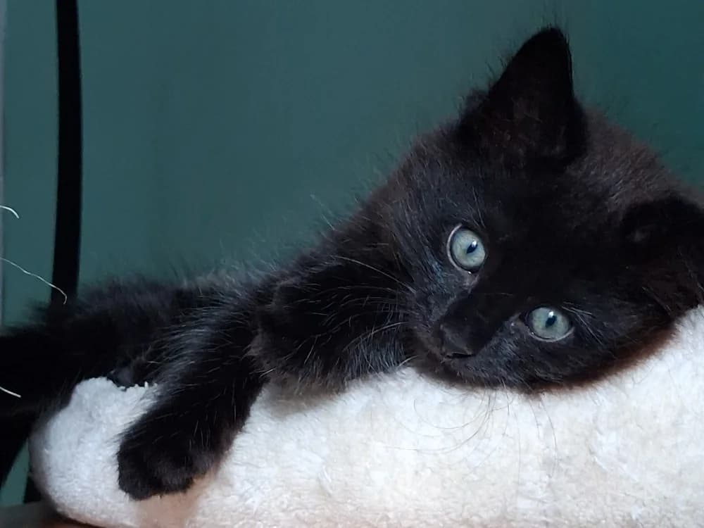 bento, male puppy Mixed Breed for adoption at SPA Beaurepaire-en-Bresse, Beaurepaire