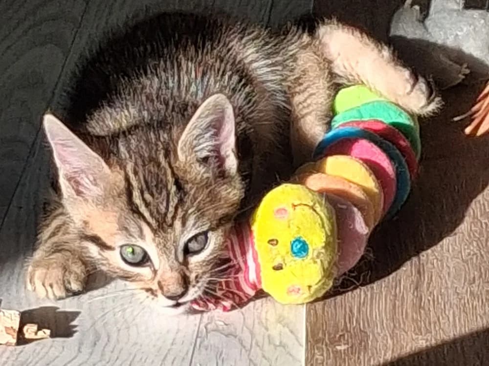 BATIK, male Mixed Breed for adoption at SPA Beaurepaire-en-Bresse, Beaurepaire