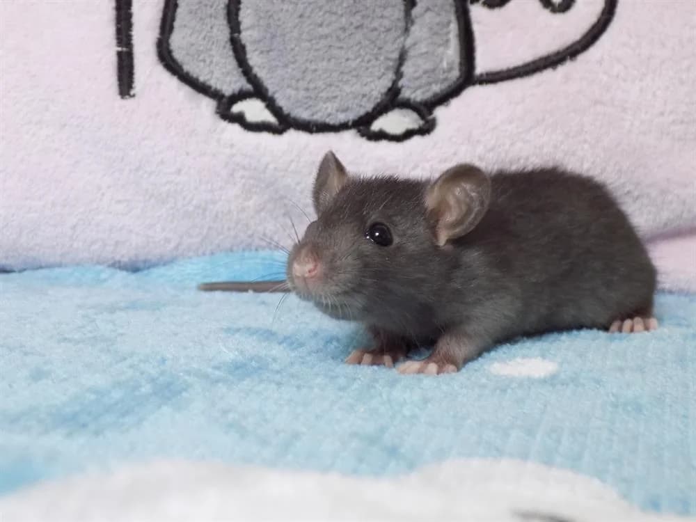 Radian, male Mixed Breed for adoption at SPA Beaurepaire-en-Bresse, Beaurepaire