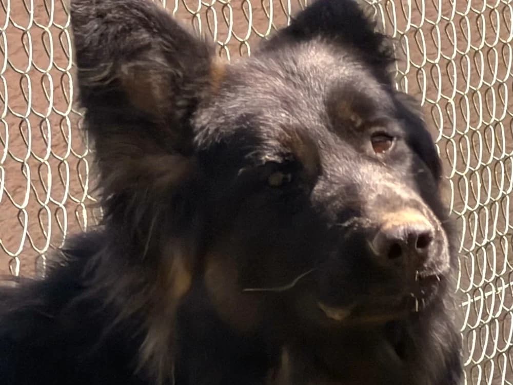 VICTORIA, female young German Shepherd for adoption at SPA Beaurepaire-en-Bresse, Beaurepaire