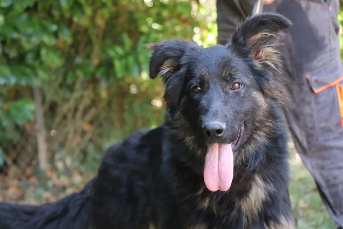 SAPHIRA, female German Shepherd for adoption at SPA Beaurepaire-en-Bresse, Beaurepaire