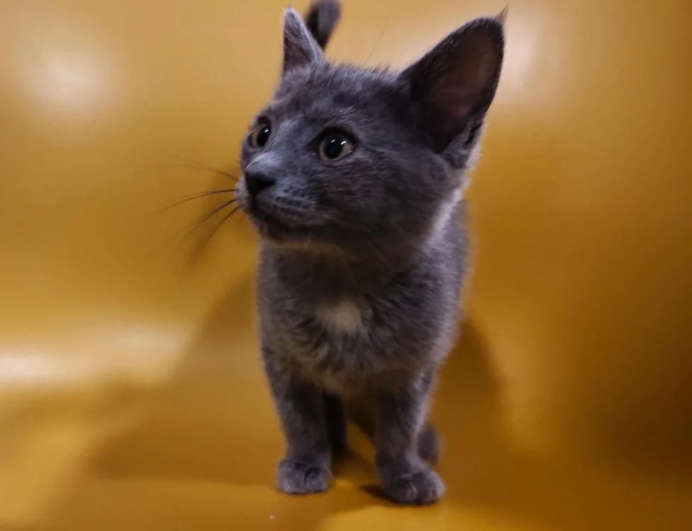 Delphi, female Mixed Breed for adoption at SPA Beaurepaire-en-Bresse, Beaurepaire