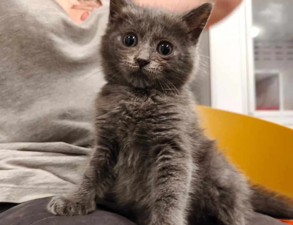 Sabor, male Mixed Breed for adoption at SPA Beaurepaire-en-Bresse, Beaurepaire