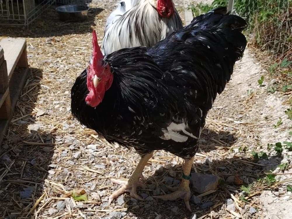 COQNARD, male Mixed Breed for adoption at SPA Beaurepaire-en-Bresse, Beaurepaire