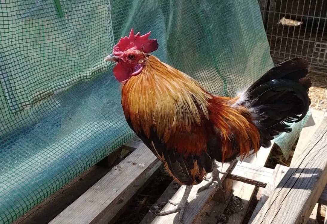 Banzai, female Mixed Breed for adoption at SPA Beaurepaire-en-Bresse, Beaurepaire