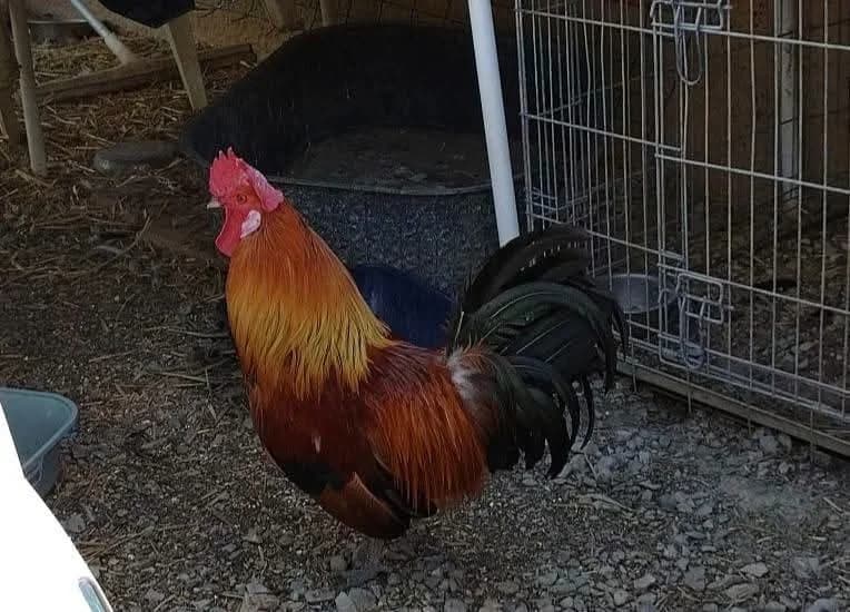 MAXWELL, male Mixed Breed for adoption at SPA Beaurepaire-en-Bresse, Beaurepaire