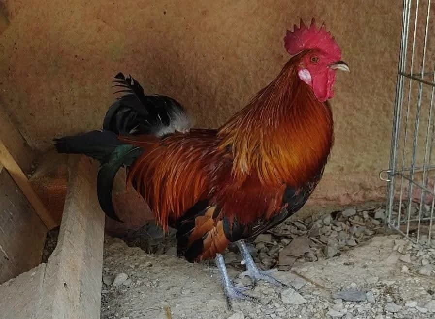 heihei, male Mixed Breed for adoption at SPA Beaurepaire-en-Bresse, Beaurepaire
