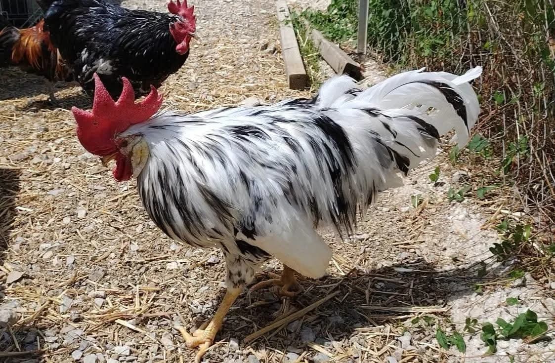 HITCHCOQ, male Mixed Breed for adoption at SPA Beaurepaire-en-Bresse, Beaurepaire