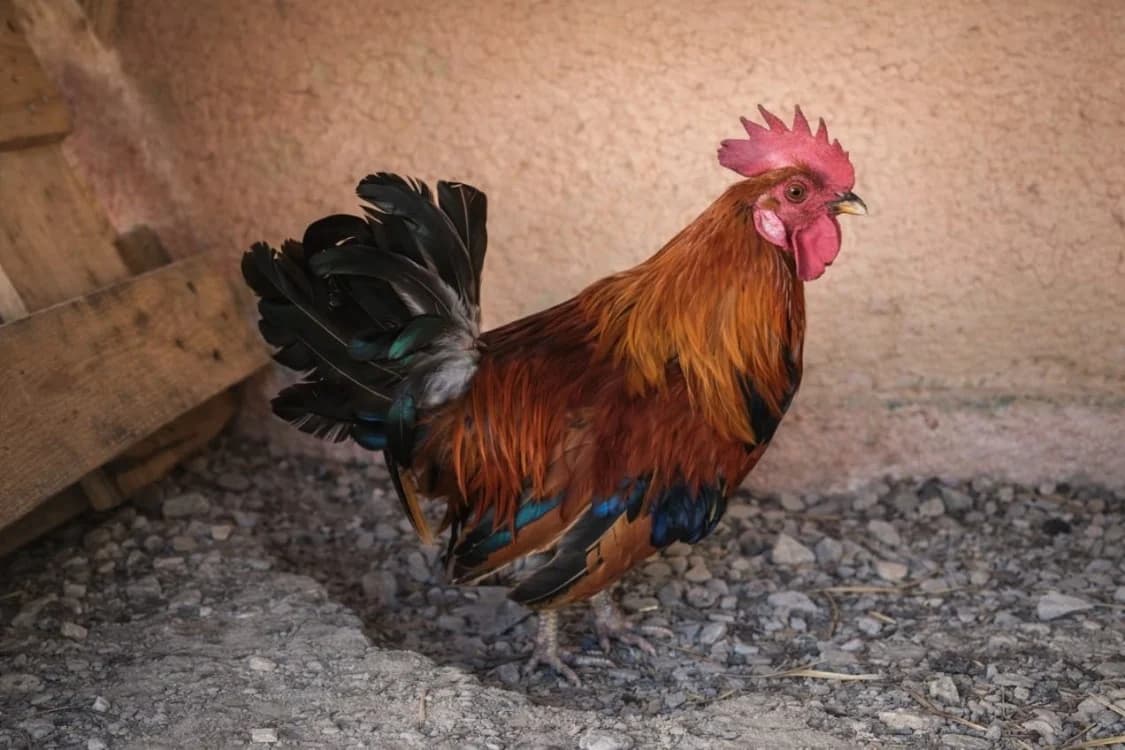COQLICOT, male Mixed Breed for adoption at SPA Beaurepaire-en-Bresse, Beaurepaire