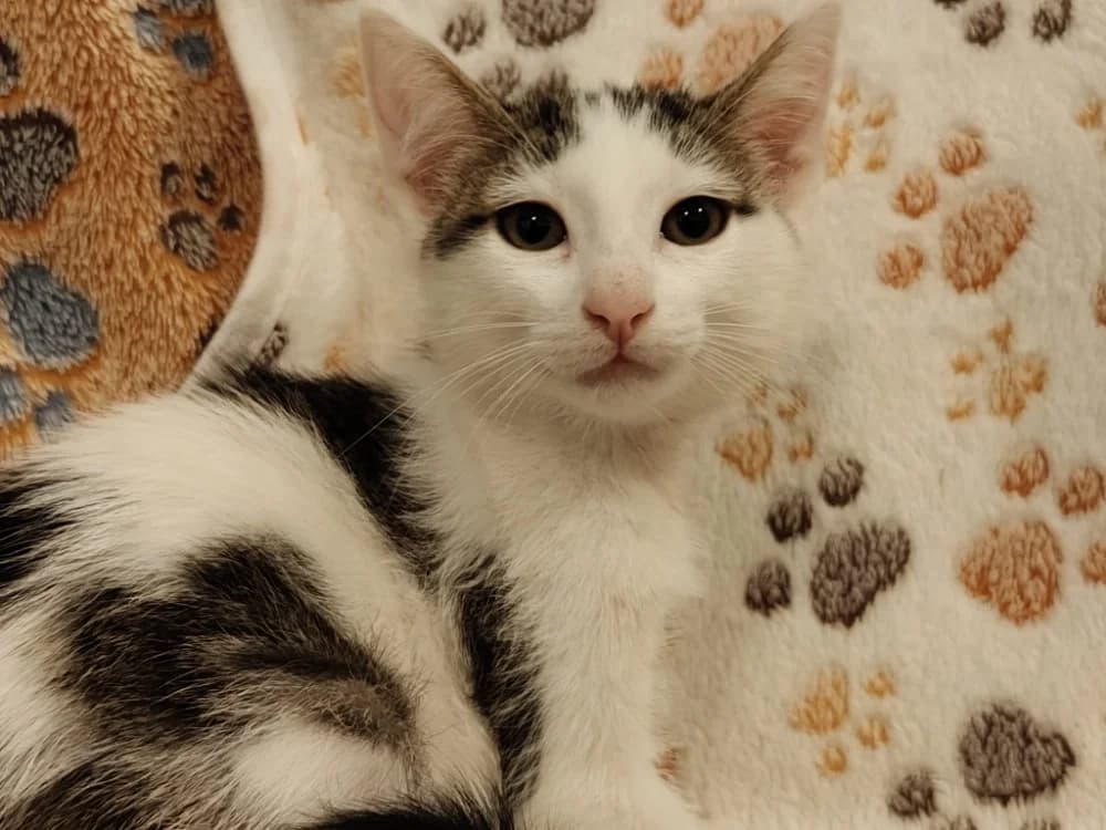 DAISY (réservéé), female Mixed Breed for adoption at SPA Beaurepaire-en-Bresse, Beaurepaire
