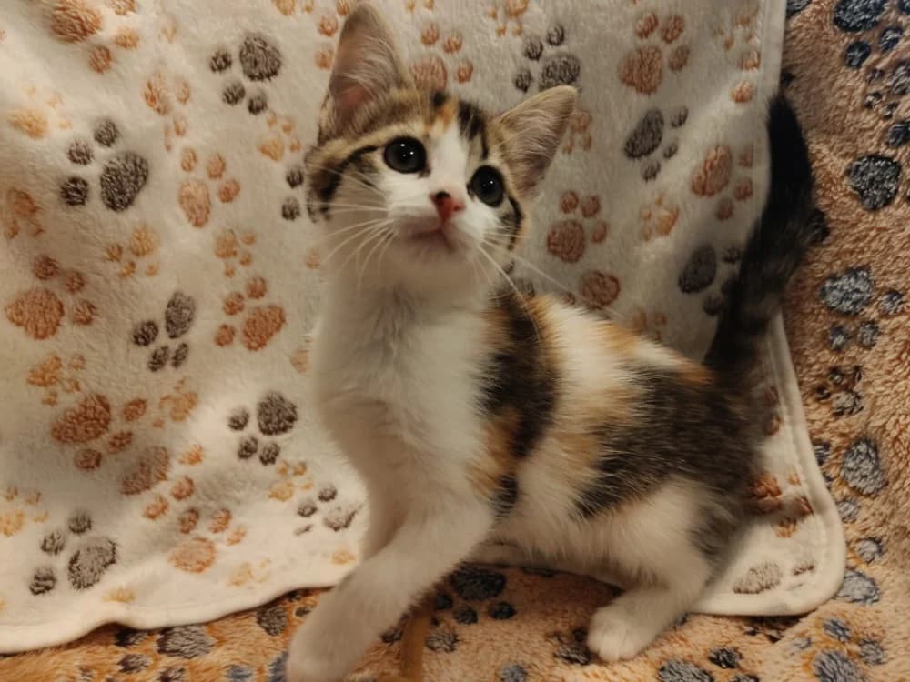 BRIOCHE, male Mixed Breed for adoption at SPA Forbach, Forbach