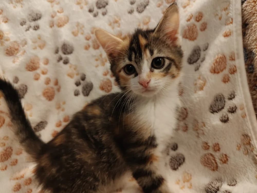 BRETZEL, female Mixed Breed for adoption at SPA Beaurepaire-en-Bresse, Beaurepaire