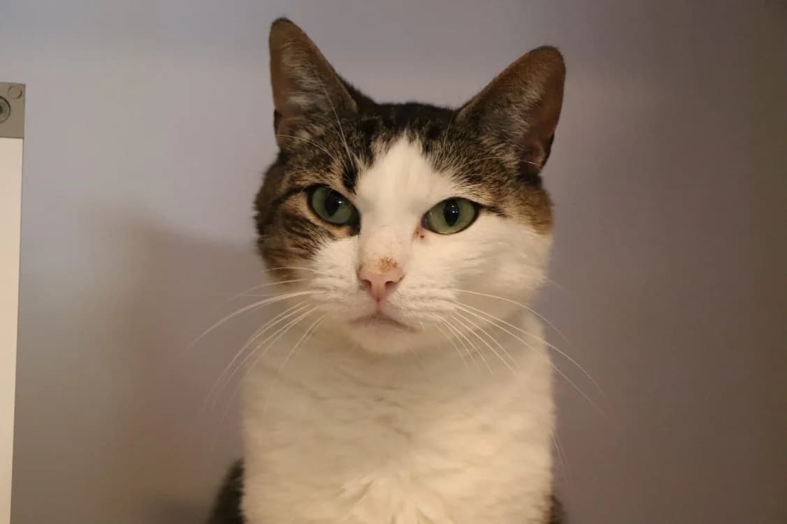 Mimine, male 7yo Mixed Breed for adoption at SPA Beaurepaire-en-Bresse, Beaurepaire