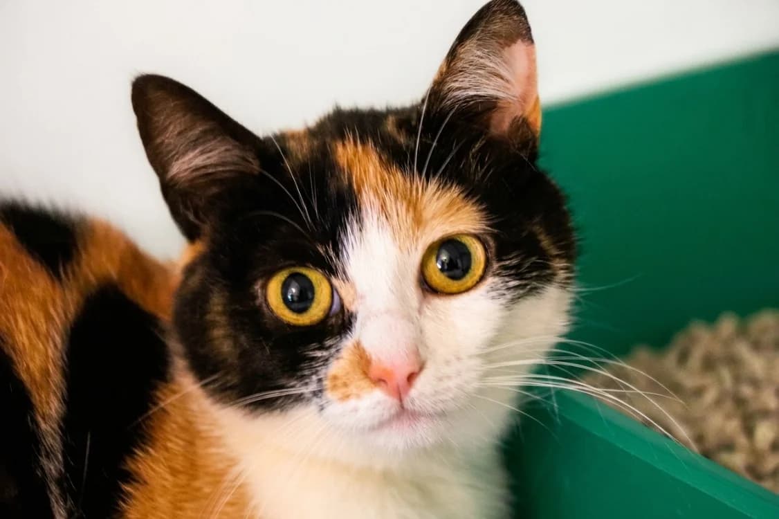 Gribouille (réservée), female 3yo Mixed Breed for adoption at SPA Beaurepaire-en-Bresse, Beaurepaire