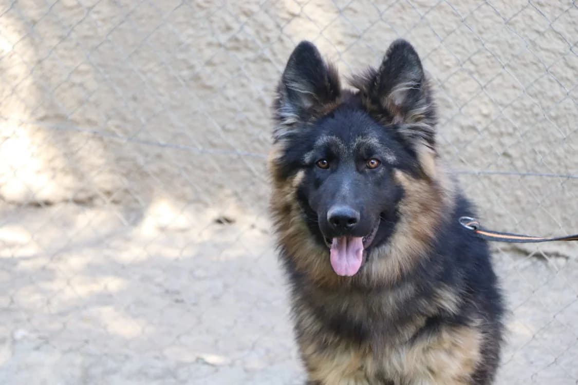 ABOU, male puppy German Shepherd for adoption at SPA Beaurepaire-en-Bresse, Beaurepaire