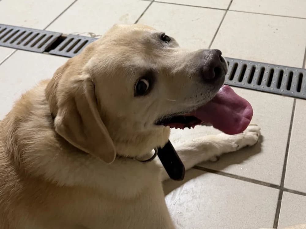 DOUG, male 4yo Labrador Retriever for adoption at SPA Beaurepaire-en-Bresse, Beaurepaire