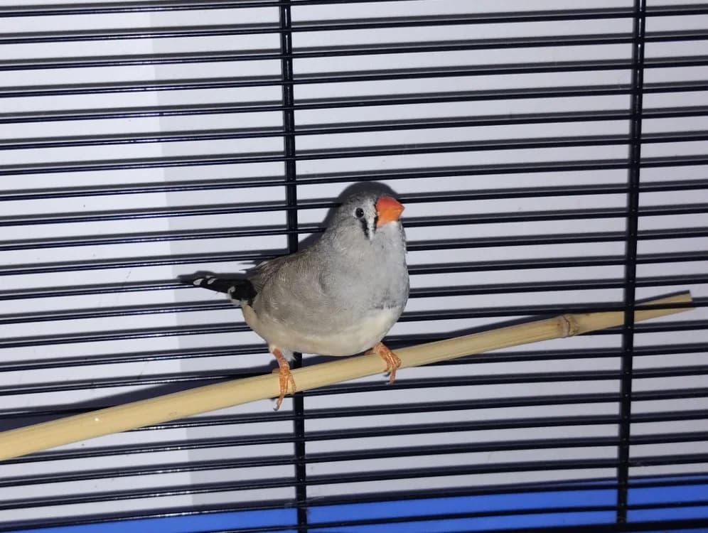 Pioupioute, female Mixed Breed for adoption at SPA Beaurepaire-en-Bresse, Beaurepaire
