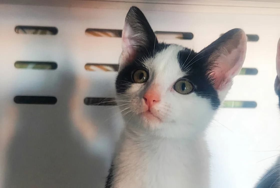 MILKA, male Mixed Breed for adoption at SPA Beaurepaire-en-Bresse, Beaurepaire