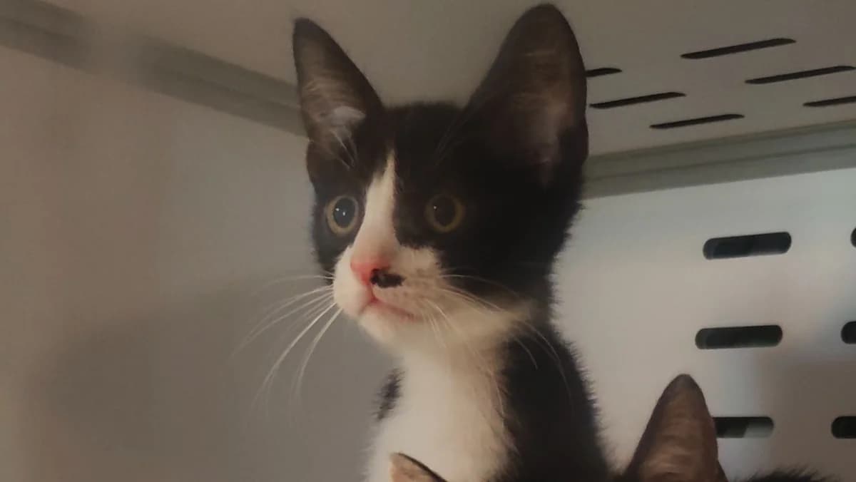 MIKADO, male Mixed Breed for adoption at SPA Beaurepaire-en-Bresse, Beaurepaire