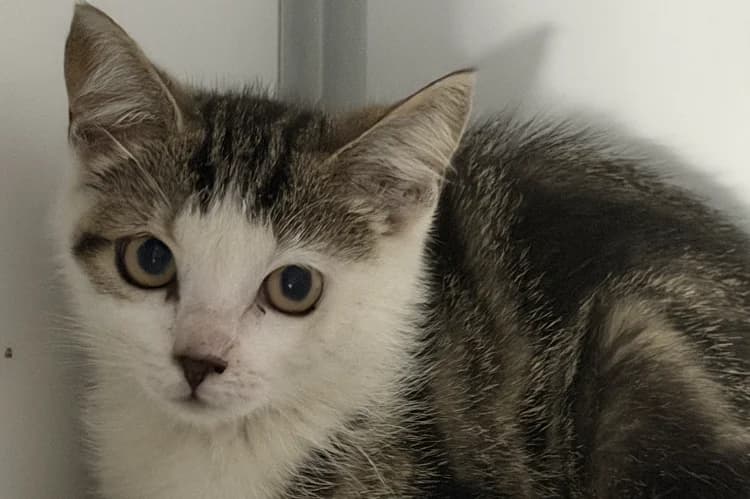 Miso, female Mixed Breed for adoption at SPA Beaurepaire-en-Bresse, Beaurepaire