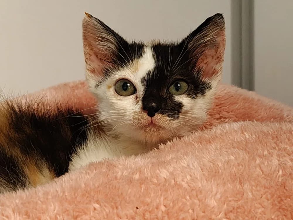 Bataille (réservée), female Mixed Breed for adoption at SPA Beaurepaire-en-Bresse, Beaurepaire