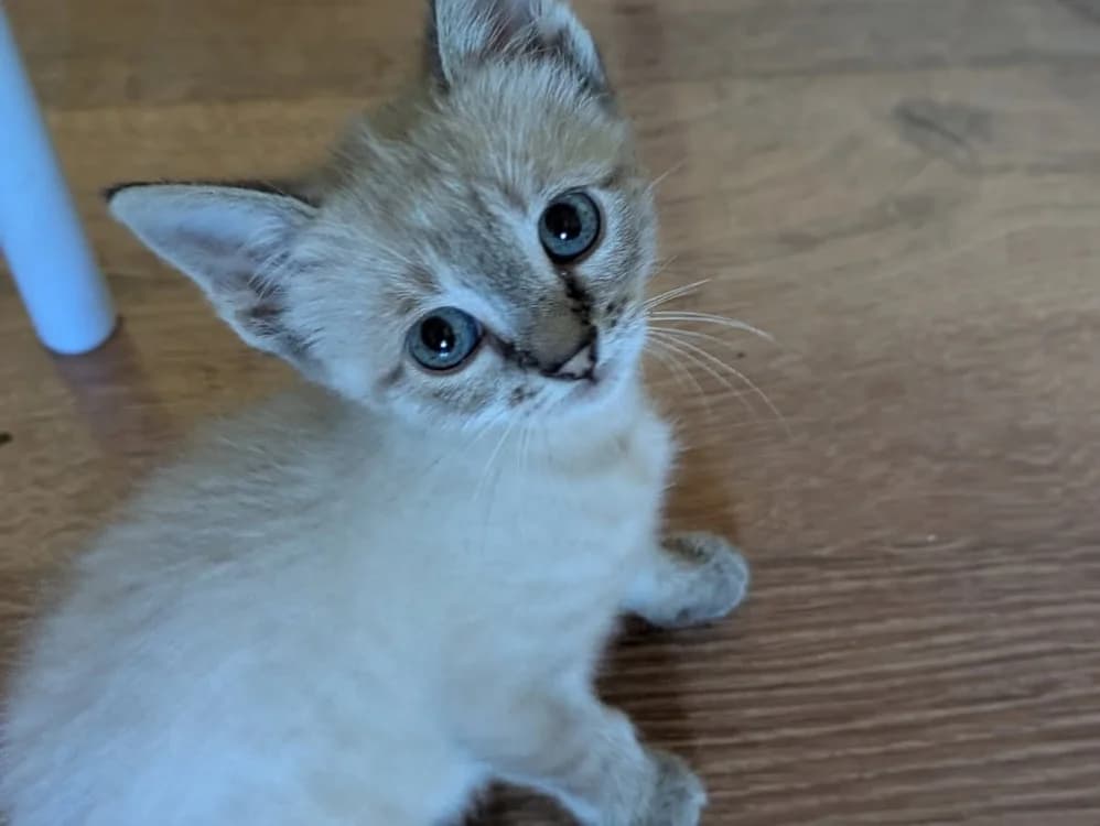 Nimbus dit Alpha, female Mixed Breed for adoption at SPA Beaurepaire-en-Bresse, Beaurepaire