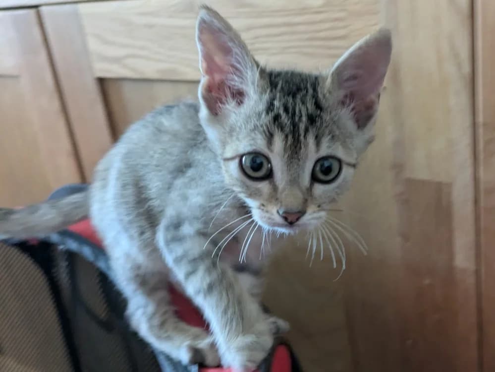 Catzilla, Mixed Breed (SPA Beaurepaire-en-Bresse)