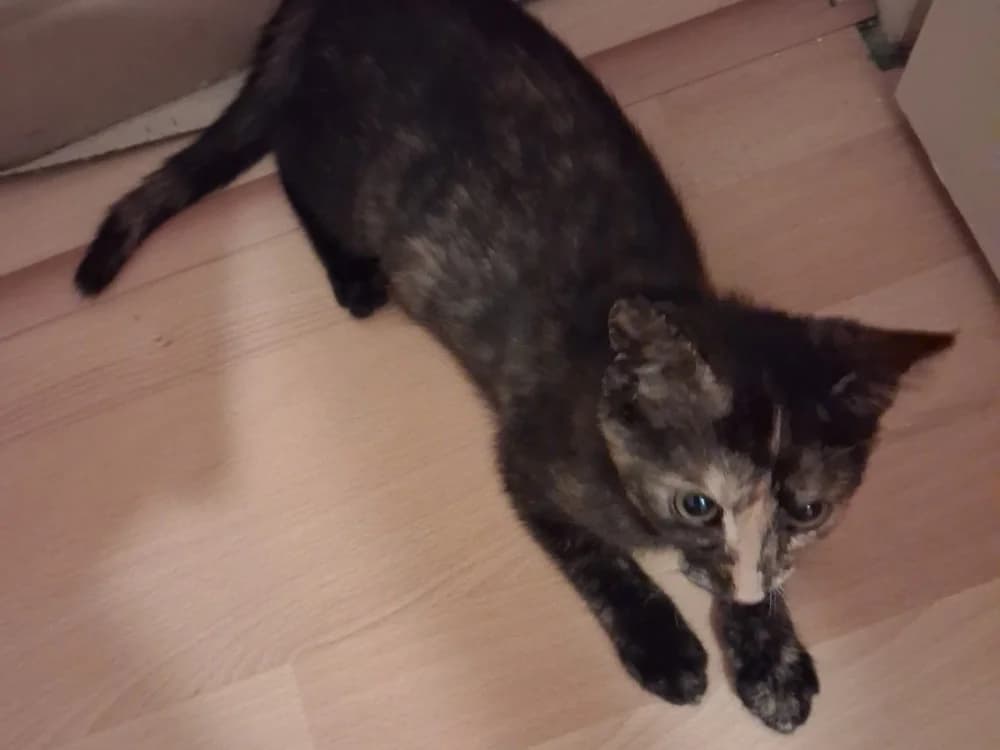 BOH, female Mixed Breed for adoption at SPA Beaurepaire-en-Bresse, Beaurepaire