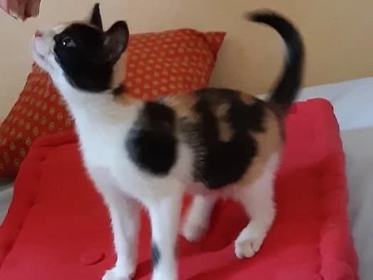 BLIZZI (réservée), female Mixed Breed for adoption at SPA Beaurepaire-en-Bresse, Beaurepaire