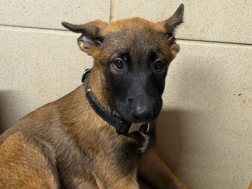 Fury, female mixed breed for adoption at SPA Beaurepaire-en-Bresse, Beaurepaire