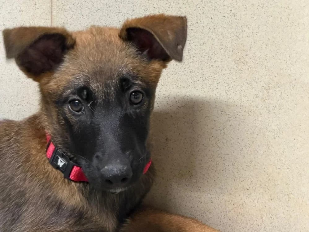 Wanda, female mixed breed for adoption at SPA Beaurepaire-en-Bresse, Beaurepaire