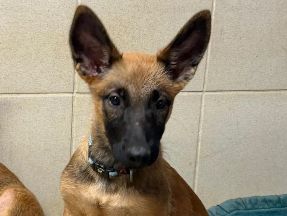 Nebula, female Belgian Malinois for adoption at SPA Beaurepaire-en-Bresse, Beaurepaire