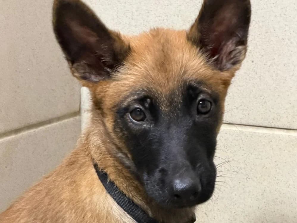 Gamora, female Belgian Malinois for adoption at SPA Beaurepaire-en-Bresse, Beaurepaire