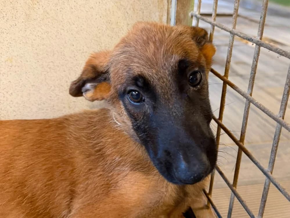 GROOT, male Belgian Malinois for adoption at SPA Beaurepaire-en-Bresse, Beaurepaire
