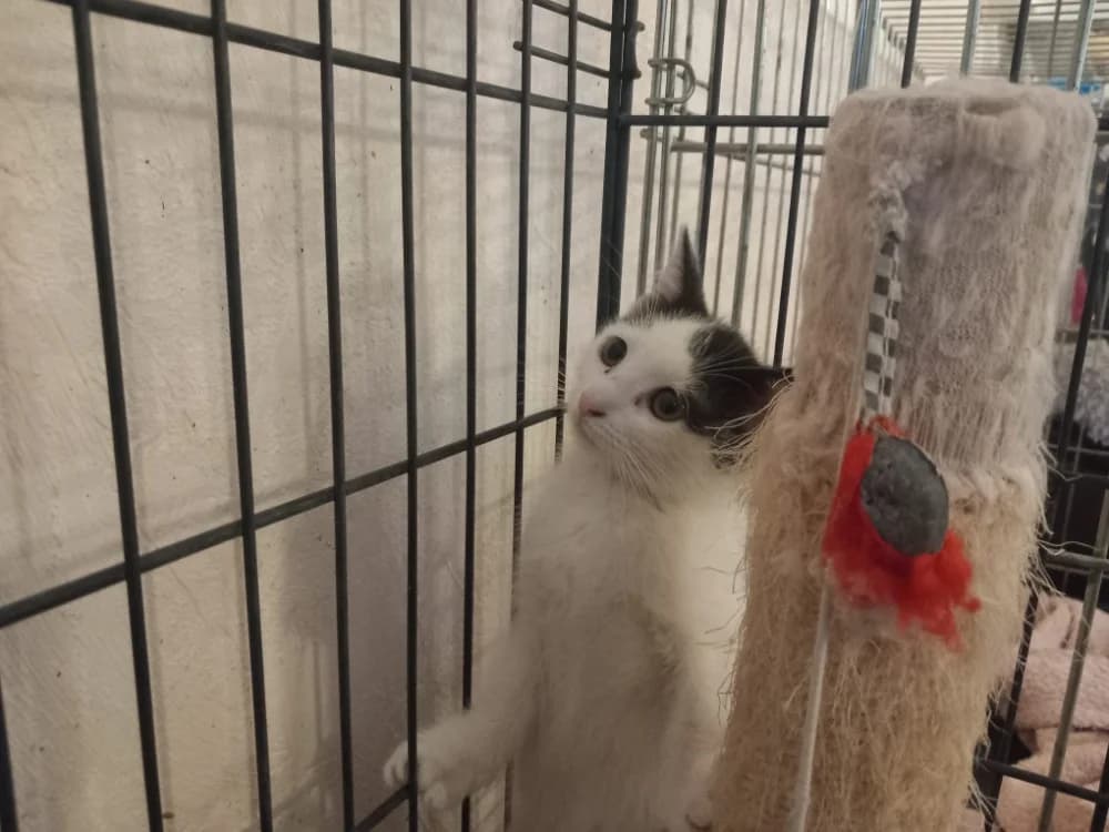 BARBIE, female Mixed Breed for adoption at SPA Beaurepaire-en-Bresse, Beaurepaire