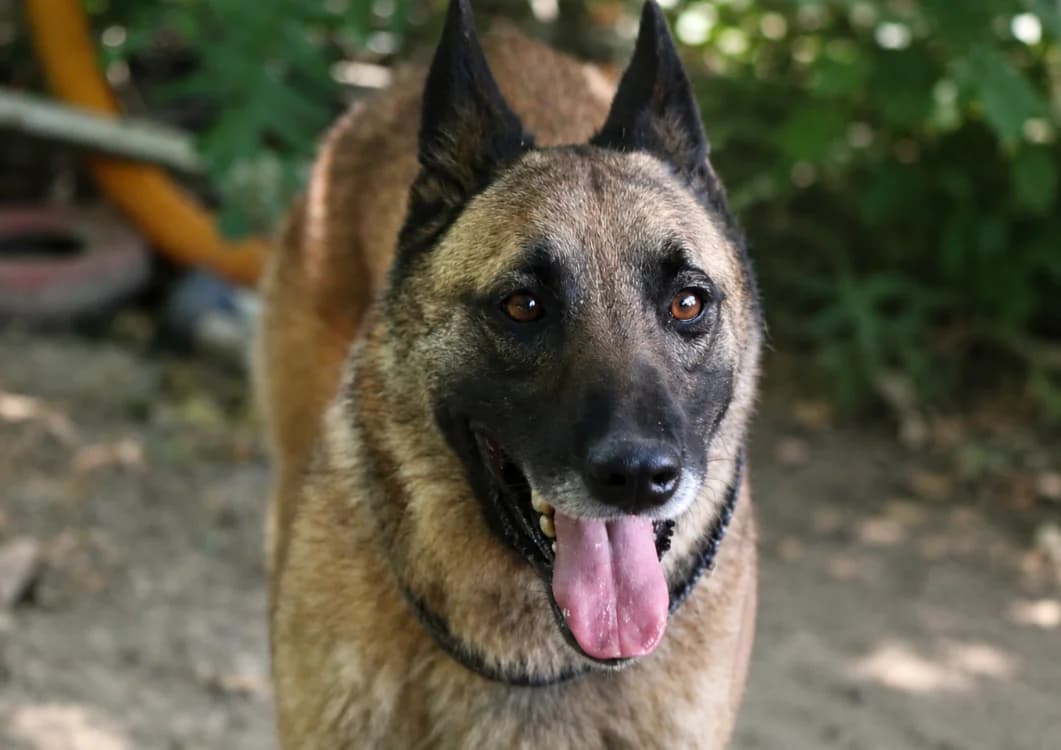 Hulk, male 3yo Belgian Malinois for adoption at SPA Beaurepaire-en-Bresse, Beaurepaire