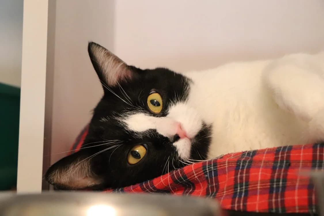 Rapido (réservé), male 5yo Mixed Breed for adoption at SPA Beaurepaire-en-Bresse, Beaurepaire