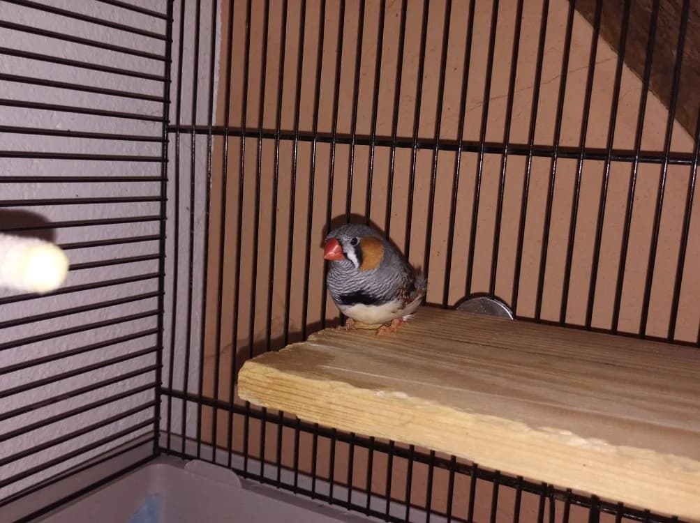 Pioupiou, male Mixed Breed for adoption at SPA Beaurepaire-en-Bresse, Beaurepaire