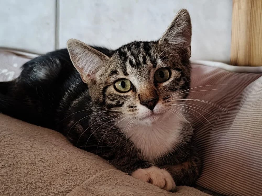 MOUSTACHE, female mixed breed for adoption at SPA Beaurepaire-en-Bresse, Beaurepaire