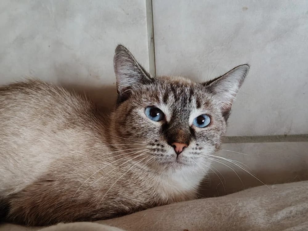 BLANCHETTE, female 3yo mixed breed for adoption at SPA Beaurepaire-en-Bresse, Beaurepaire