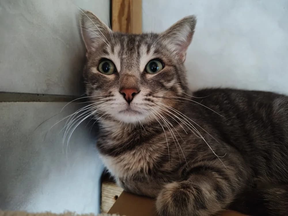 Totom, male 3yo Mixed Breed for adoption at SPA Beaurepaire-en-Bresse, Beaurepaire