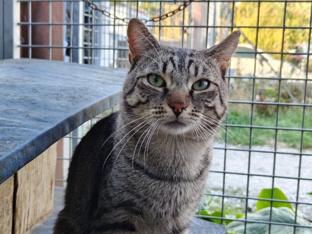 Gribouille, male 3yo mixed breed for adoption at SPA Beaurepaire-en-Bresse, Beaurepaire