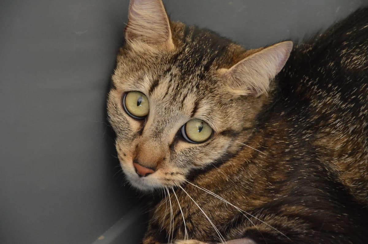 Sushi, female 3yo Mixed Breed for adoption at SPA de Besançon