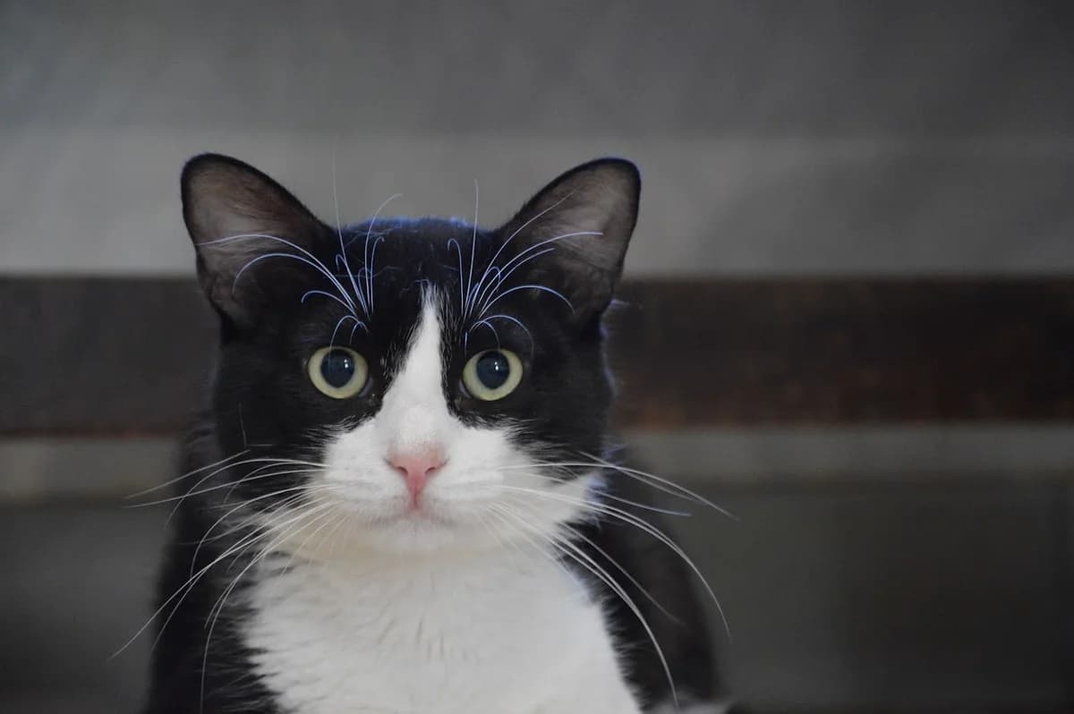 Felix, male Mixed Breed for adoption at SPA de Besançon
