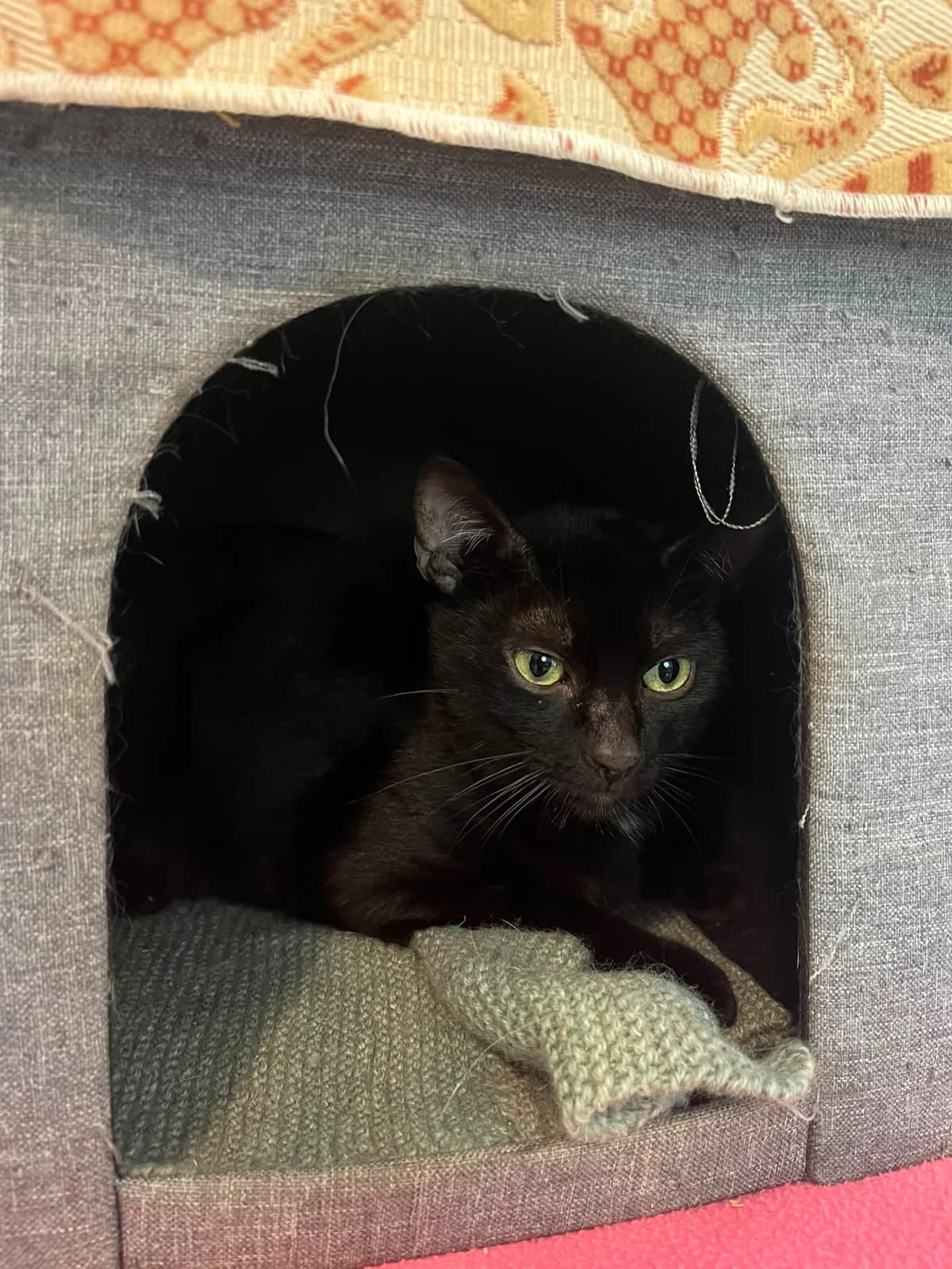 Blacky, Mixed Breed (SPA de Besançon)