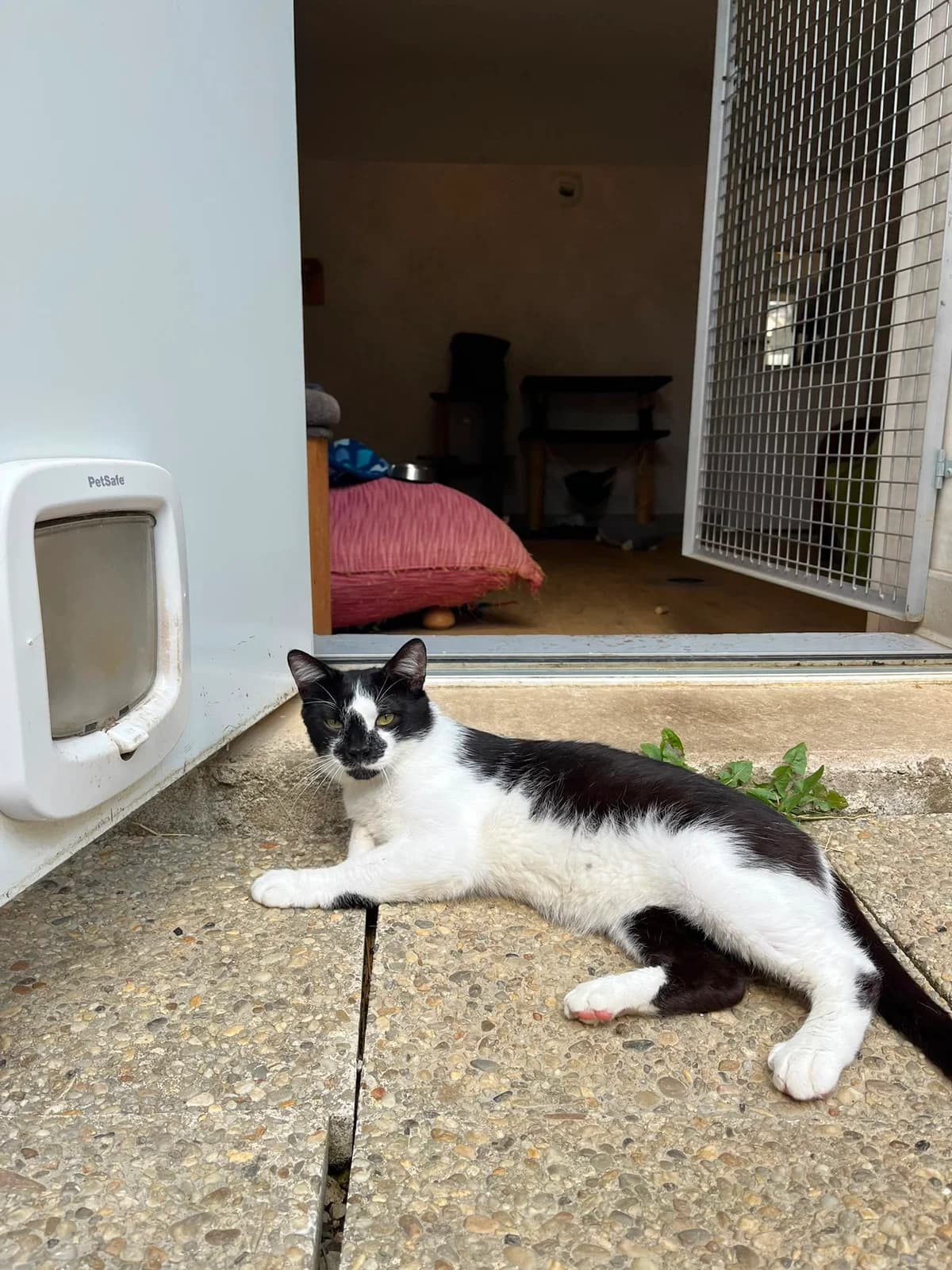 Horus, male Mixed Breed for adoption at SPA de Besançon